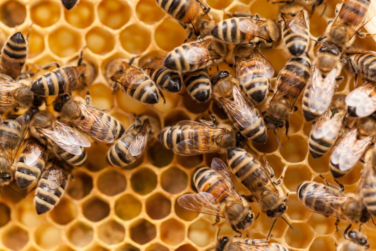 Understanding the Lifecycle of Bees: Why It Matters for Removal