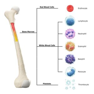 bone-marrow-blood-cells-formation