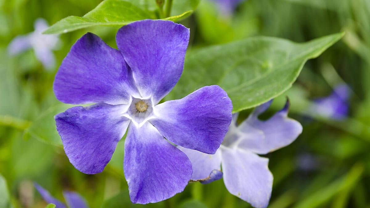 What are the side effects of periwinkle?