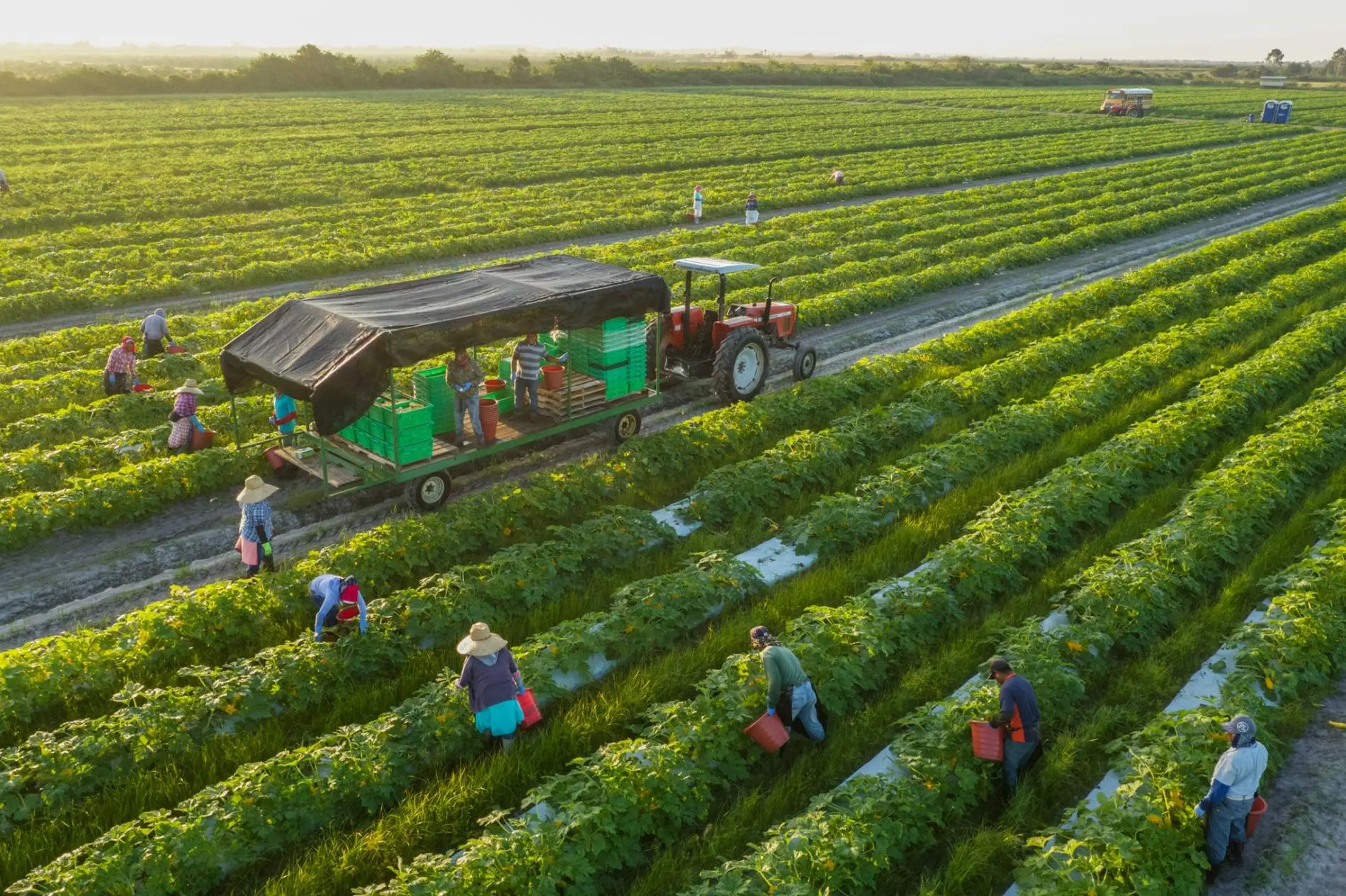 Sustainable Agriculture Farming