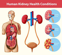 kidney health